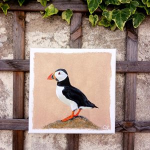 Le petit clown des mers