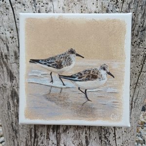 Couple de bécasseaux