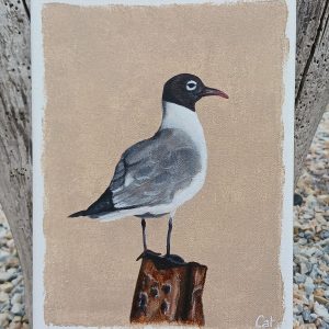 Mouette à tête noire